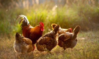 走地鸡挑选方法 走地鸡如何挑选
