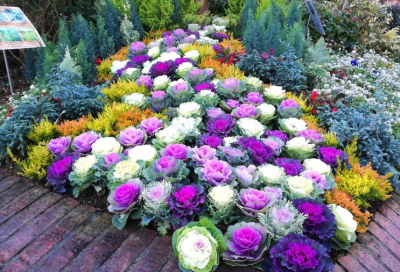 羽衣甘蓝中国叫什么 羽衣甘蓝的种植方法与注意事项