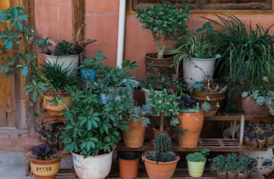 浅盆适合栽什么植物好 浅花盆10厘米适合种什么花