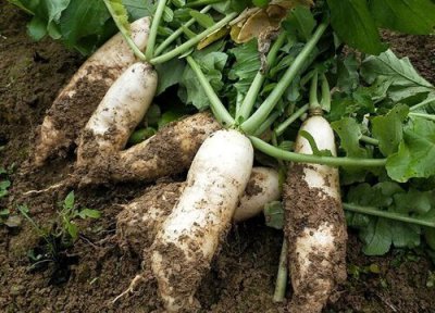 春节适合种什么蔬菜 春节前适合种什么蔬菜