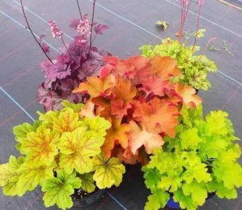 院子背阴的地方适合种什么植物 院子背阴处适合种耐阴花