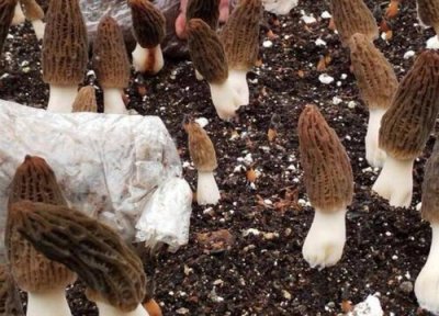 羊肚菌生长在哪里 长在什么地方 生长环境要求