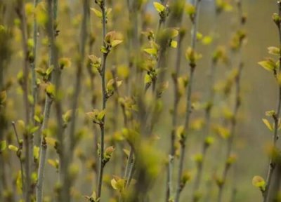 桑根的功效与作用 桑根的功效与作用及食用方法