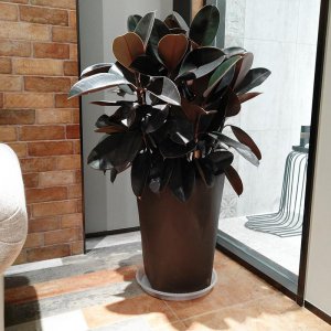 木本植物有哪些种类 适合家里养的6大木本植物品种