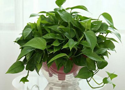 绿萝喜阴还是喜阳 绿萝能不能晒太阳