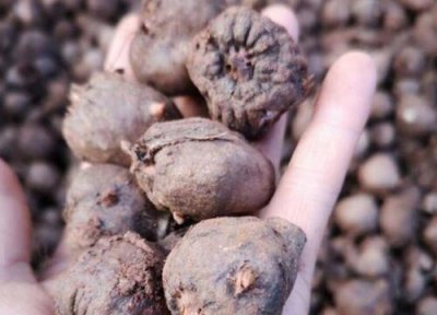 魔芋有种子吗 种子怎么种植