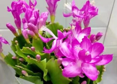 十月份蟹爪兰用什么肥 蟹爪兰月季用什么养护长得绿又壮