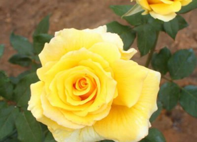 金凤凰月季是藤本还是灌木 金凤凰月季属于藤本还是灌木