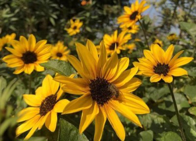 光辉岁月向日葵的养殖方法 光辉岁月向日葵的养殖方法和注意事项