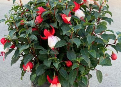 倒挂金钟夏天晒太阳 倒挂金钟怎么度夏安全