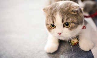 猫藓怎么办 人得上猫癣怎么办