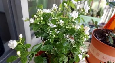 茉莉花可以晒太阳吗 养茉莉光照不可缺但不能暴晒