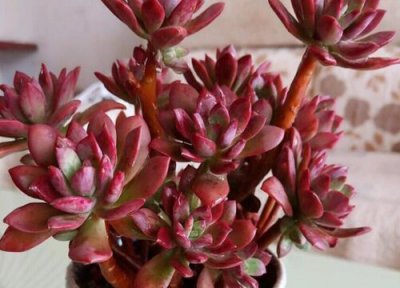 室外温度多少要把多肉移到室内 多肉多少度要搬到屋内