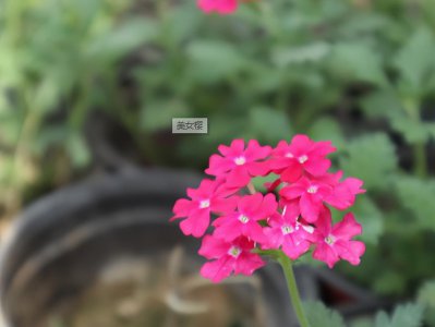 紫色的花有哪些及花名 开紫红色花朵的5种花卉植物