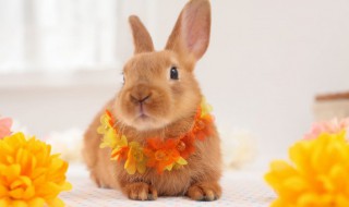 本命年兔年要佩戴什么生肖 本命年兔年要佩戴哪些生肖