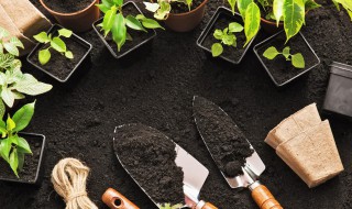 药材在家种植方法 药材在家如何种植