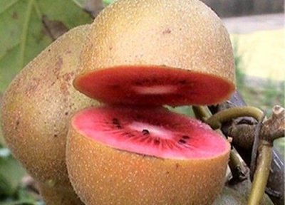 红心猕猴桃是热性还是凉性 红心猕猴桃属于热性还是凉性