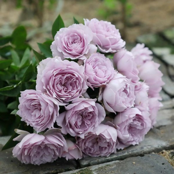 最后悔种的月季品种