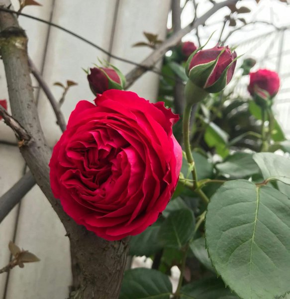 最后悔种的月季品种