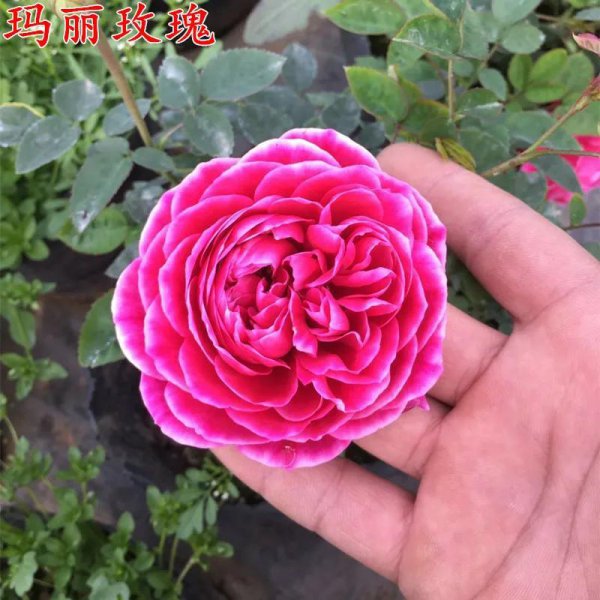 最后悔种的月季品种