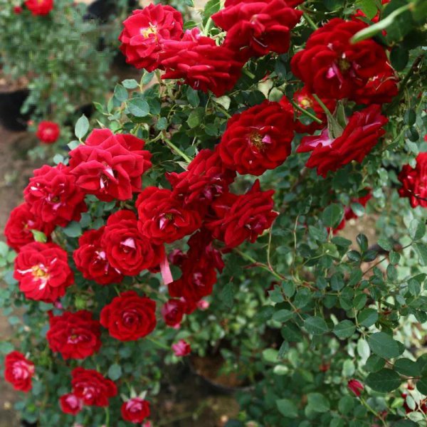 最后悔种的月季品种