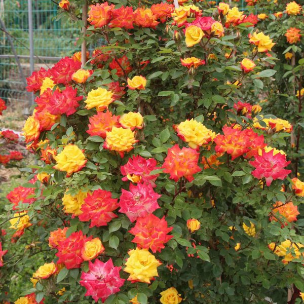 最后悔种的月季品种