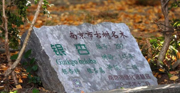 南京师范大学是属于985还是211学校