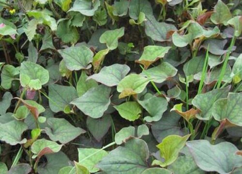 鱼腥草种植时间和方法