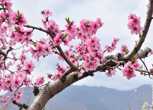 黄桃几月开花几月结果