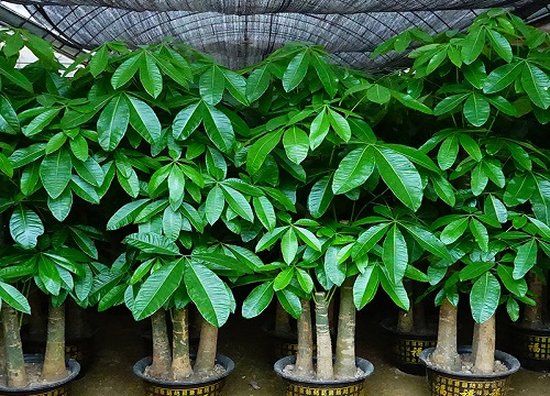 大型盆栽怎么换土换盆