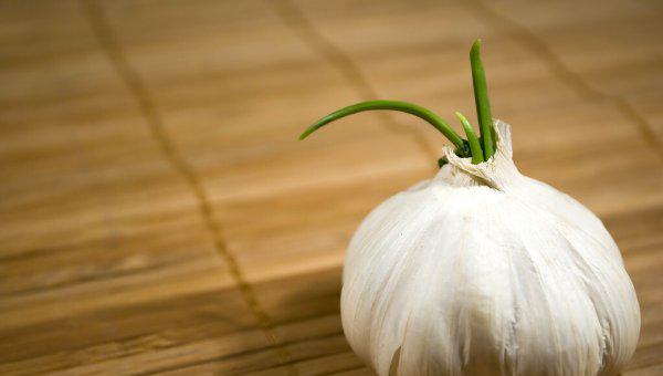 大蒜播种前种子怎么处理