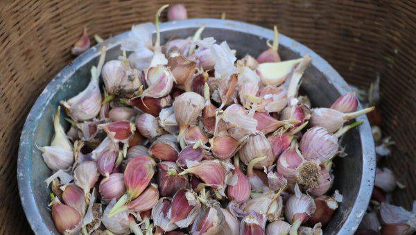 大蒜播种前种子怎么处理