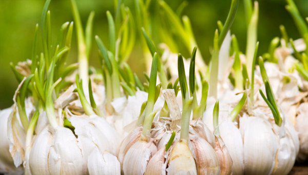 大蒜播种前种子怎么处理