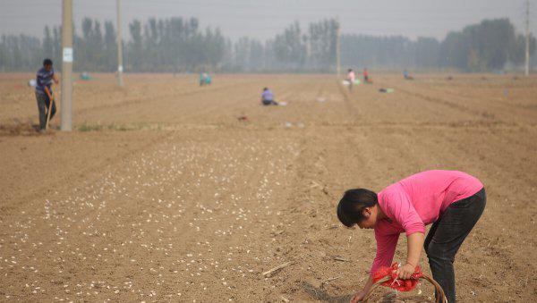 大蒜播种前种子怎么处理