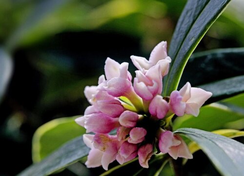 瑞香频频落叶是什么原因造成的