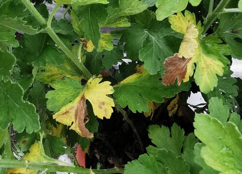 菊花炭疽病的发病原因及治疗方法