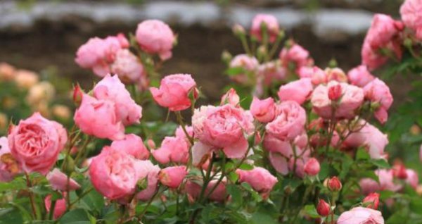 为什么自己养的月季花很小