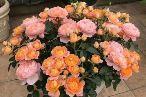 为什么自己养的月季花很小