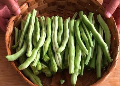 豆角种植技术与管理