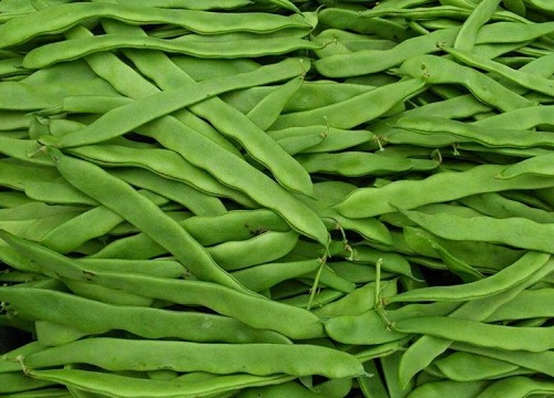 豆角种植技术与管理