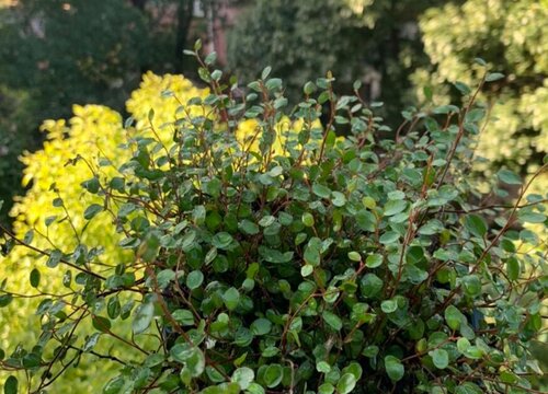 千叶吊兰可以水培吗