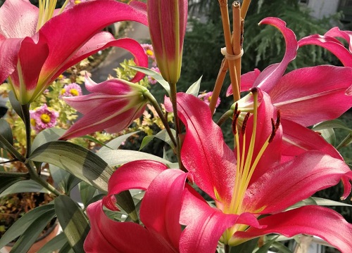 红色百合花的花语和寓意