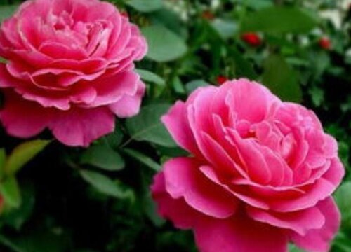 藤彩虹花期是什么时候