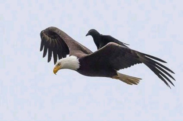 乌鸦飞进家里什么征兆