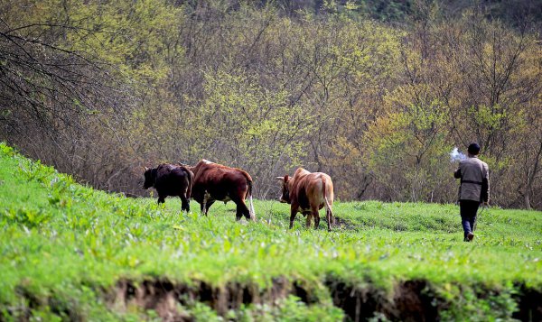 乌鸦飞进家里什么征兆
