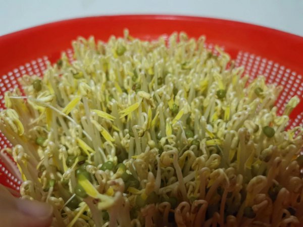 自己发的绿豆芽有毒吗