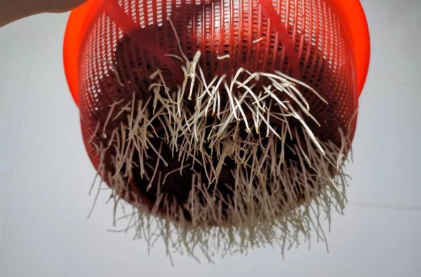 自己发的绿豆芽有毒吗