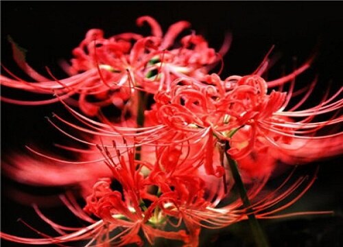 彼岸花什么时候休眠