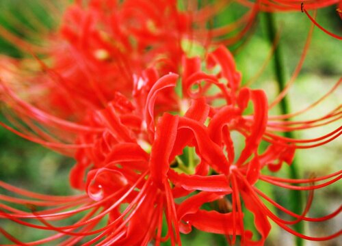 彼岸花什么时候休眠