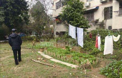 住宅小区里面能种菜吗